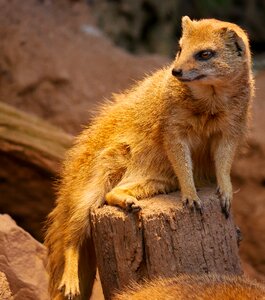 Guard males fur photo