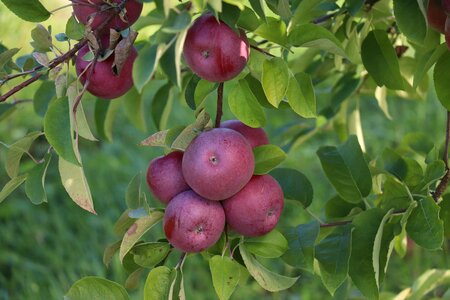 Landscape apples orchard photo