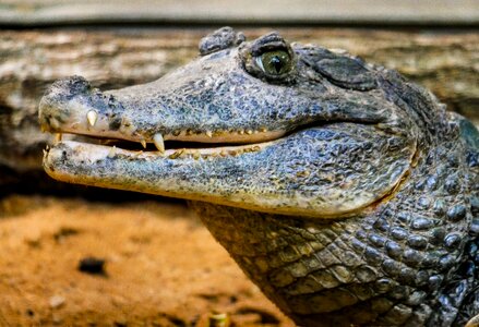 Animal alligator tiergarten nürnberg