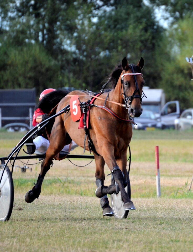 Jockey trot equestrian