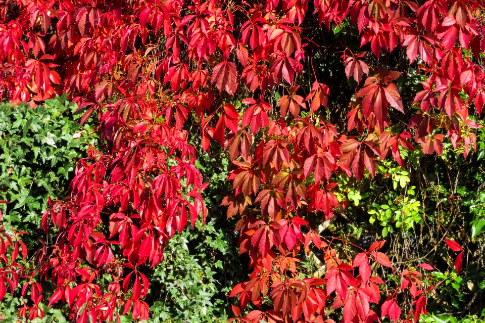 Climber plant ivy autumn
