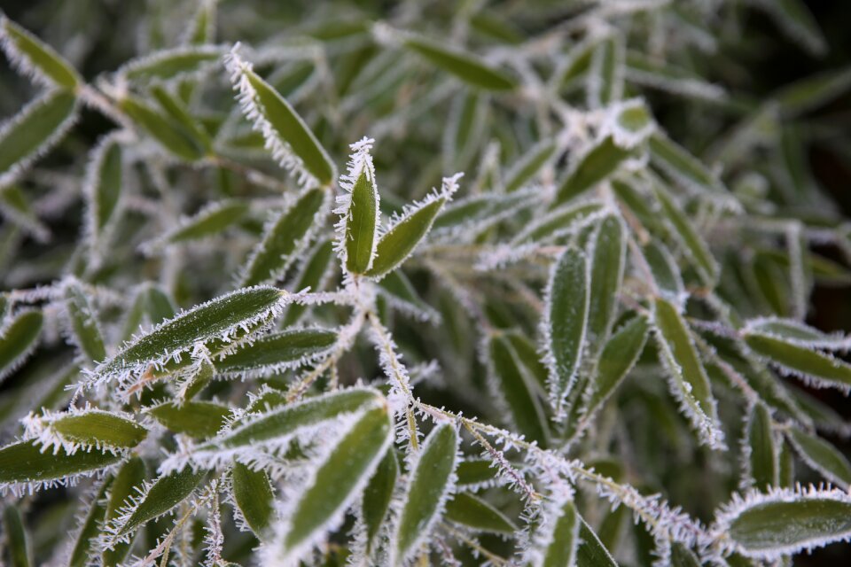 Frozen nature plant