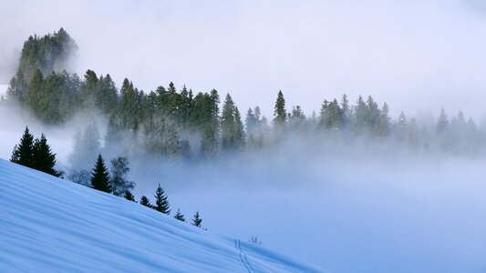 Winter trees forest