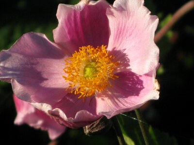 Wild rose pink flower photo