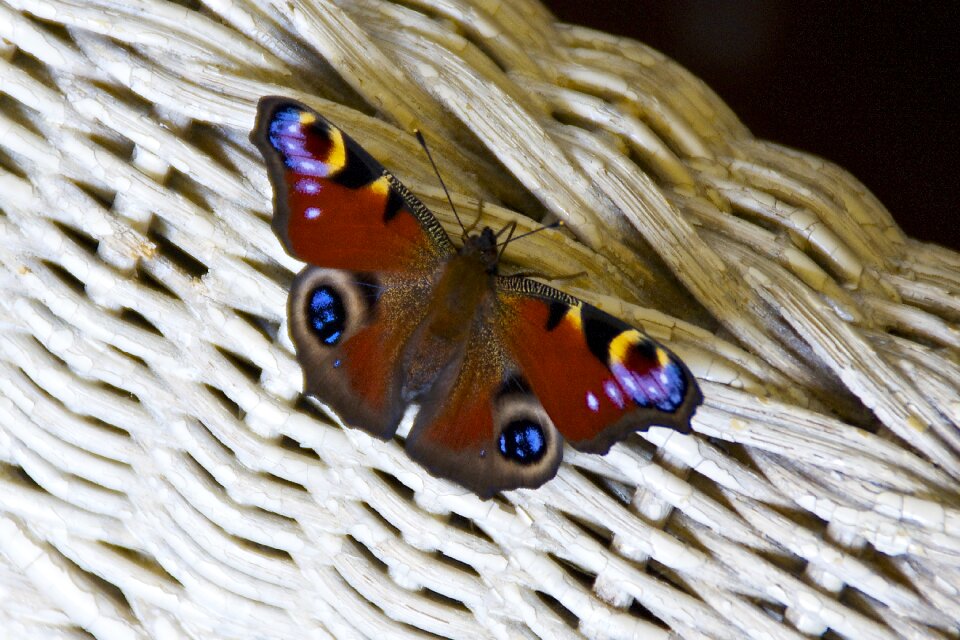 Peacock butterfly butterfly summer