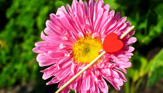 Garden macro summer