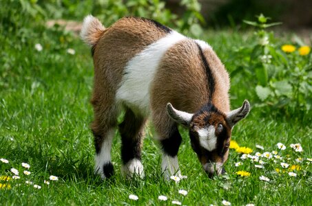 Young goat farm kid photo