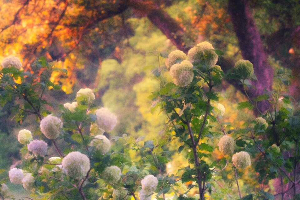 Sunset twilight flower ball