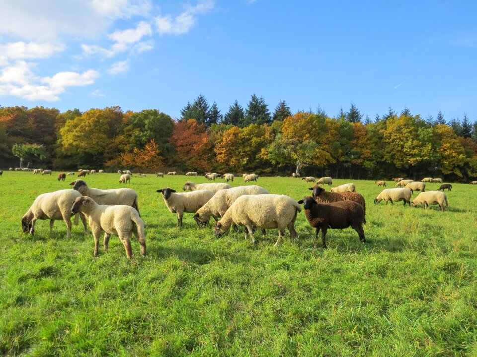 Herbivores sheep meadow