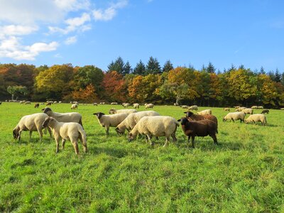 Herbivores sheep meadow