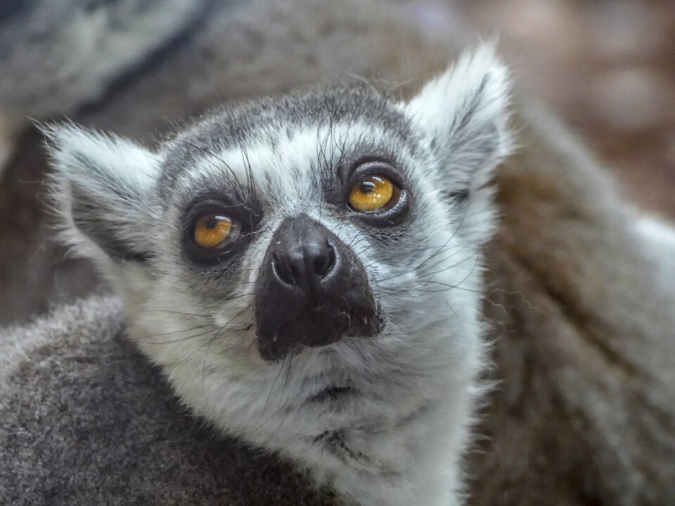 Animal portrait cute