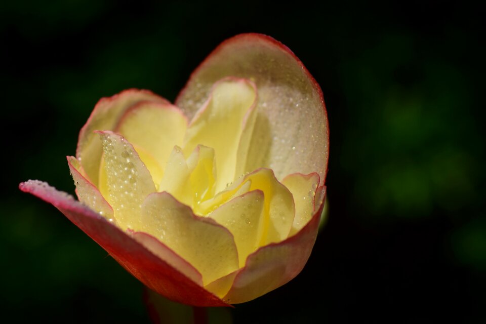 Yellow flower flower bright