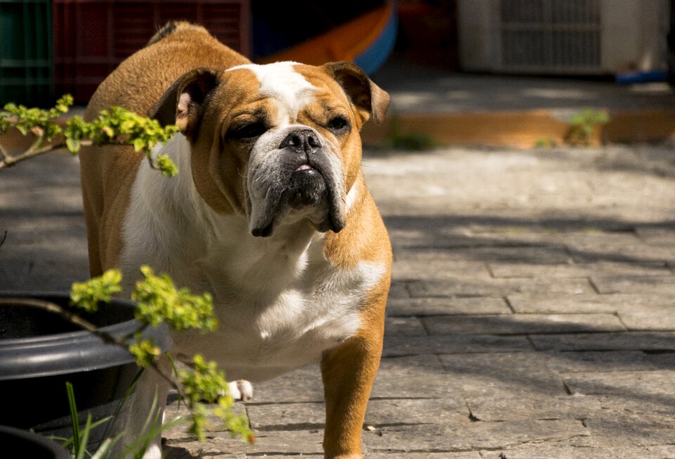 Cute pet portrait