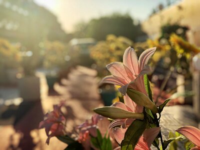 Plant sunshine spring