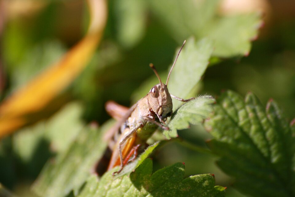 Insect macro grass photo