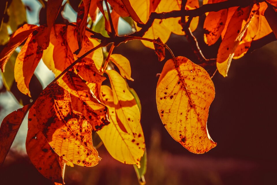 Autumn light backlighting fall foliage