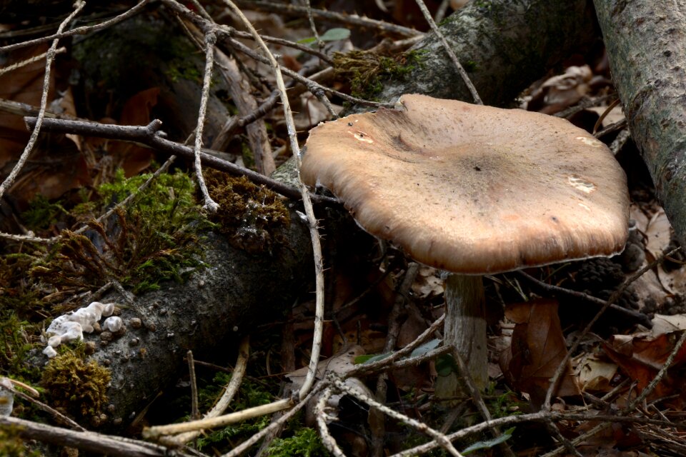 Autumn forest lamellar photo