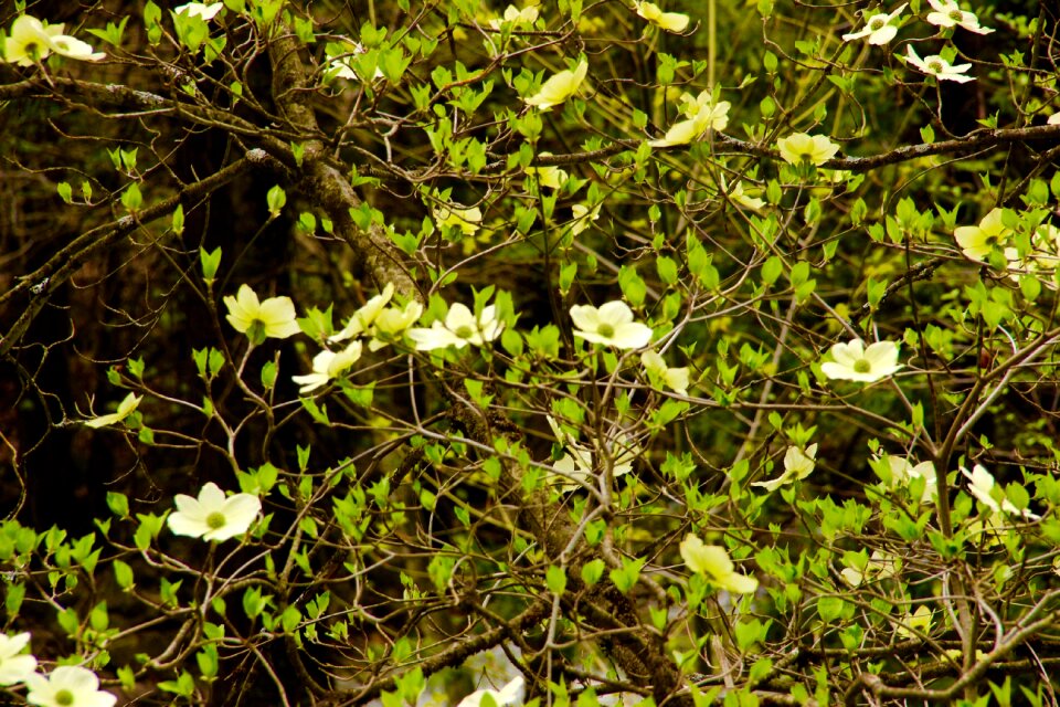Flowers valley spring