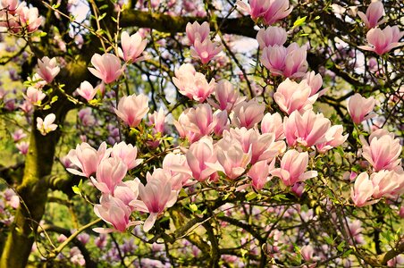 Magnolia flowers flowers flourishing tree photo