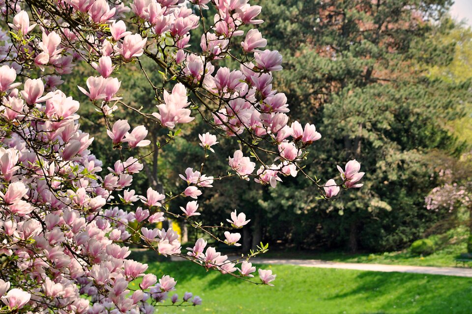 Magnolia flowers flowers flourishing tree