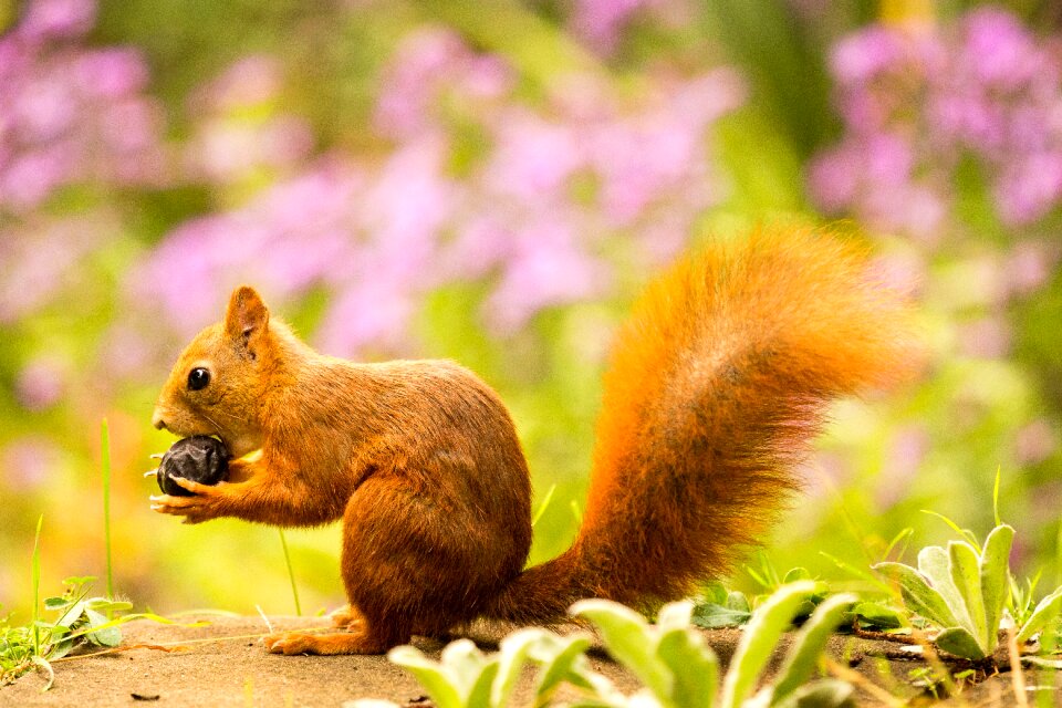 Autumn rodent nibble