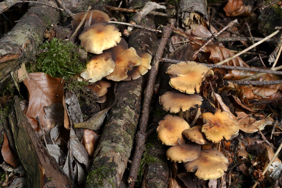 Forest forest mushroom aesthetic