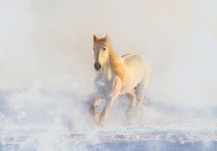 White winter fairy tales