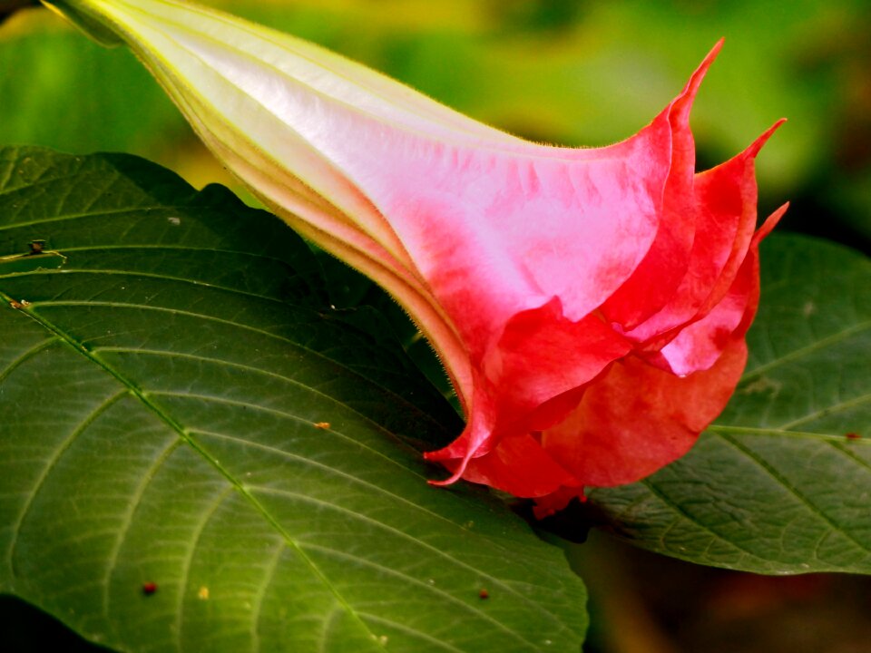 Flower plant exotic flower
