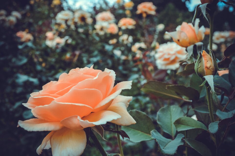 In the garden summer rose garden