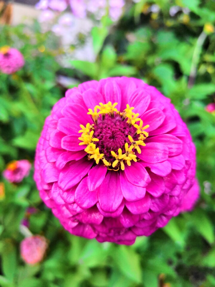 Petals bloom flower garden