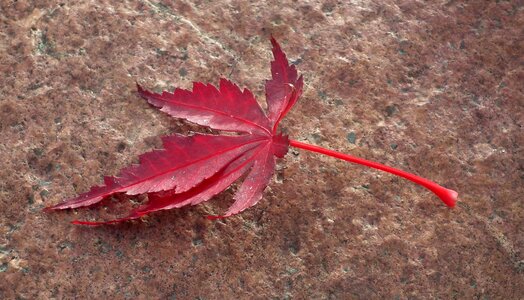 Nature autumn colorful