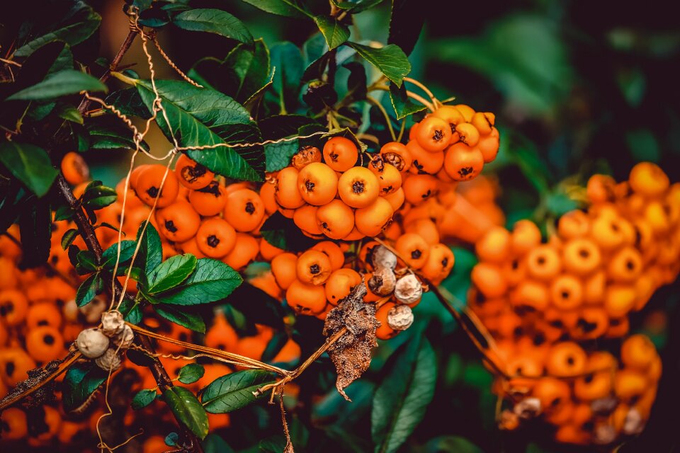 Orange fruits small