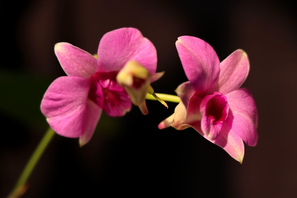 Flower petal orchid