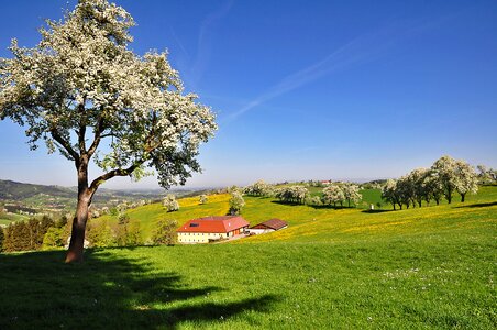 Bright flowering fruit trees flowering pear trees photo