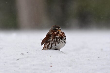 Cold bird bird in snow photo