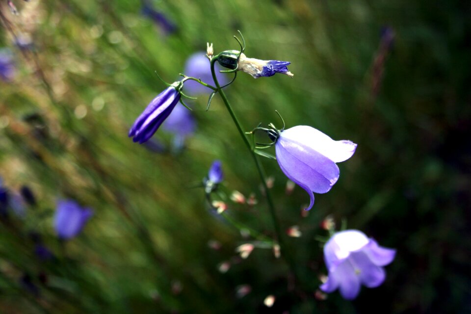 Flora spring nature