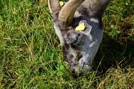 Meadow nature farm photo