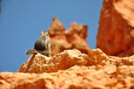 Bryce canyon nature utah