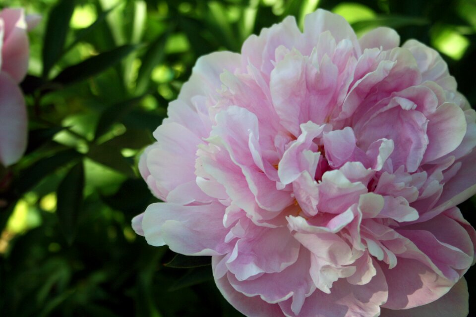 Blossom summer floral photo