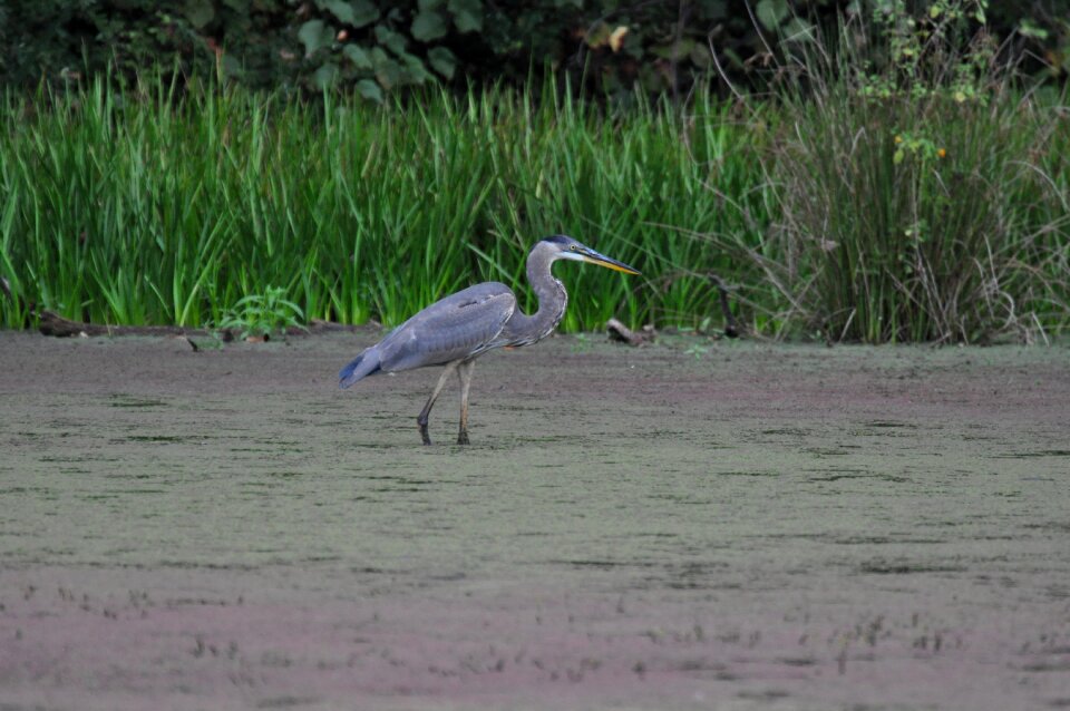 New jersey heron bird