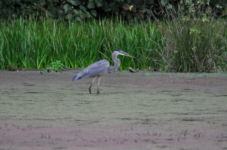 New jersey heron bird photo