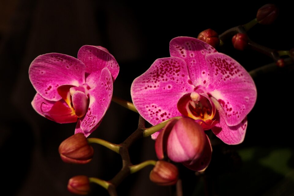 Flower red petal