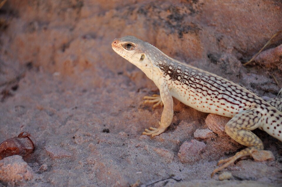Nature animal desert