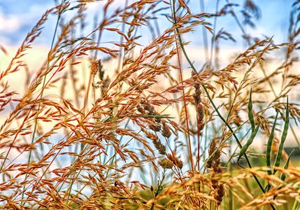 Grasses halm of course photo