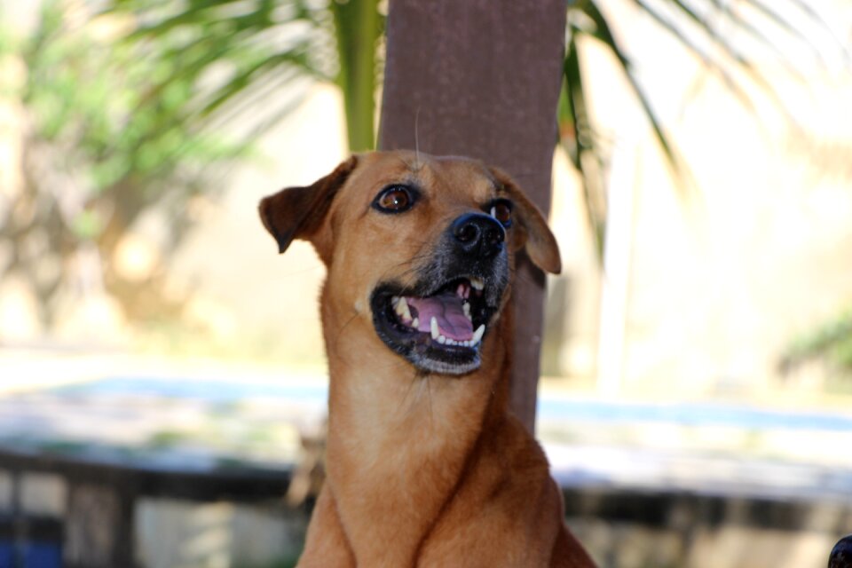 Dog domestic animals pet animal