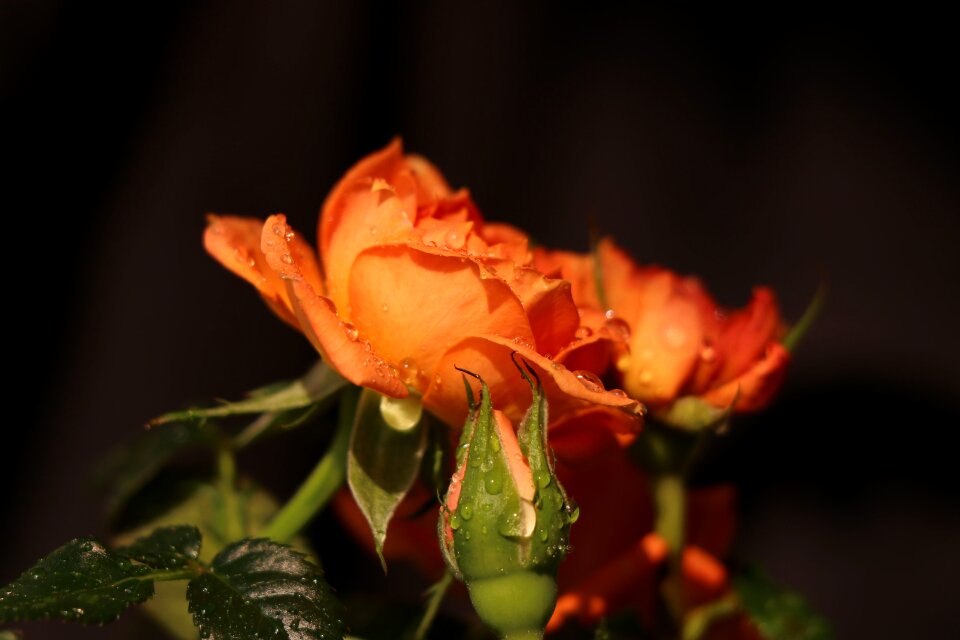 Flower petal bud