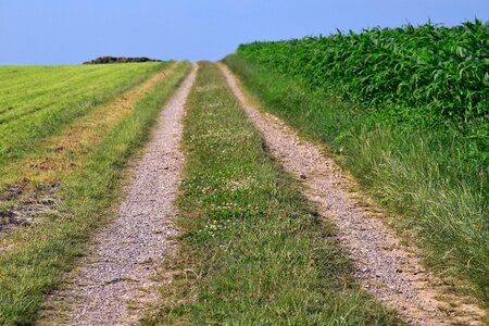 Corn horizon target photo