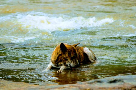 Animal heat summer