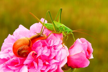 Snail rose flower