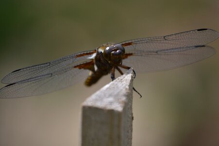 Fly animal world dragonflies